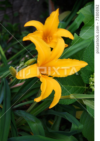 橙色Toucan ew花 橙色Toucan ew花 7380892