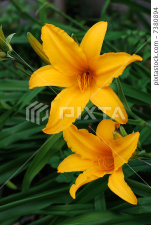 Flower of Orange-colored Toucan ew Flower of Orange-colored Toucan ew 7380894