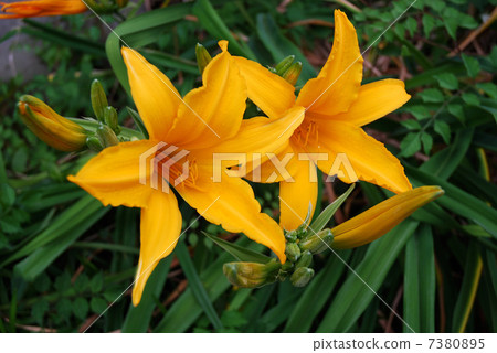 Flower of Orange-colored Toucan ew Flower of Orange-colored Toucan ew 7380895