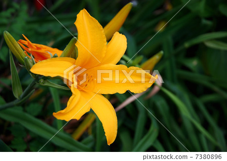 橙色Toucan ew花 橙色Toucan ew花 7380896
