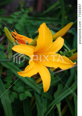 Flower of Orange-colored Toucan ew Flower of Orange-colored Toucan ew 7380897
