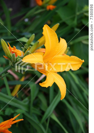 Flower of Orange-colored Toucan ew Flower of Orange-colored Toucan ew 7380898