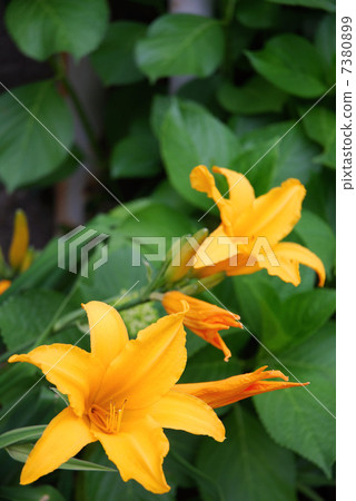 Flower of Orange-colored Toucan ew Flower of Orange-colored Toucan ew 7380899