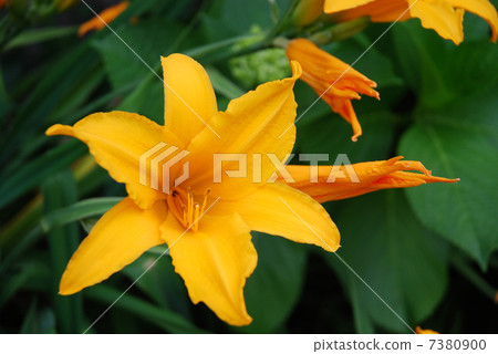 Flower of Orange-colored Toucan ew Flower of Orange-colored Toucan ew 7380900