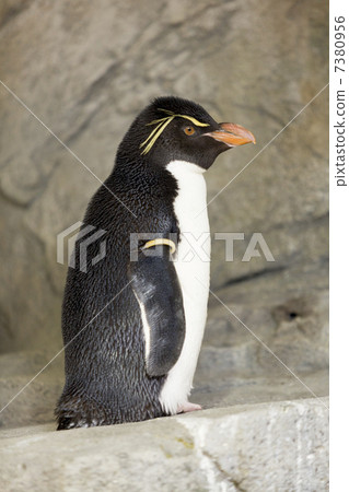 Iwatobi penguins Iwatobi penguins 7380956