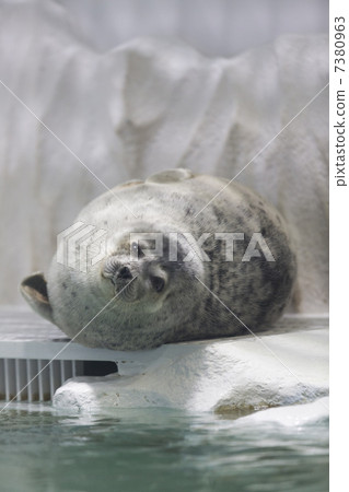 Hamon seal Hamon seal 7380963