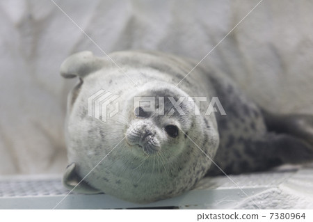 Hamon seal Hamon seal 7380964