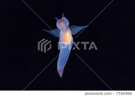 Clione Clione 7380966