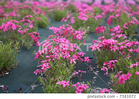 Moss phlox Moss phlox 7381072