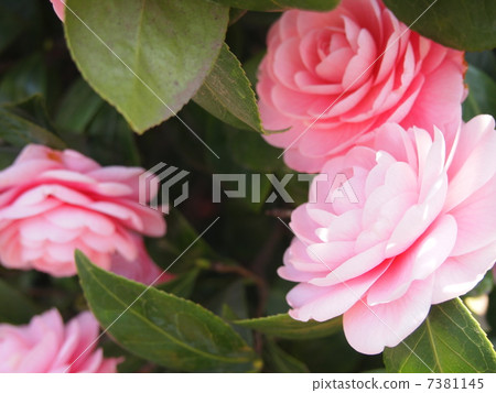 Pink flowers Pink flowers 7381145