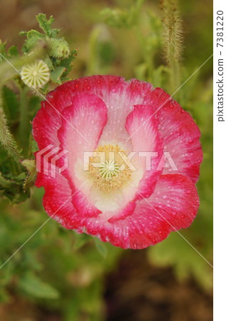 罌粟 7381220