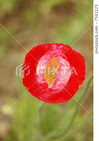 罌粟 7381223