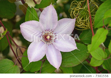 Tessen Tessen 7381556