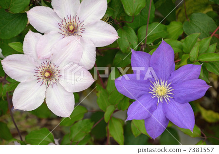 Clematis Clematis 7381557