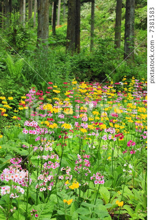 Nine-wheeled grass in Kujuku Valley Forest Park 7381583