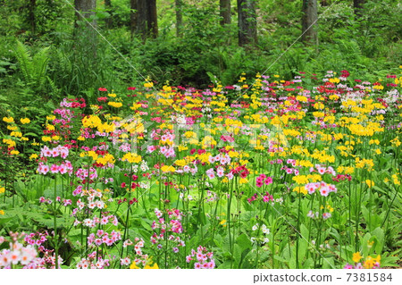Nine-wheeled grass in Kujuku Valley Forest Park 7381584