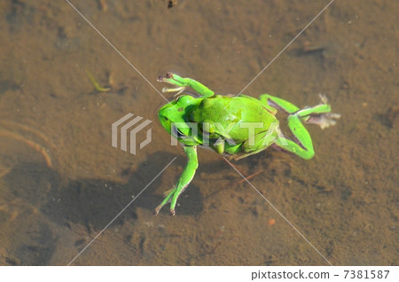 Frog in rice field 7381587