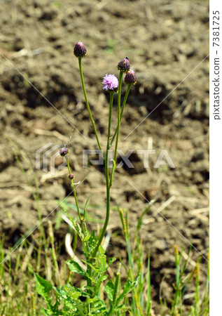 植物·狐狸薊菊花 7381725