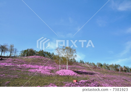 Moss phlox  7381923