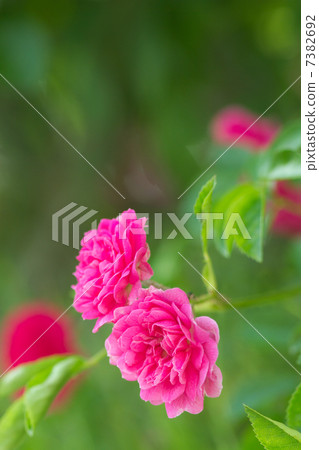 粉色迷你玫瑰花圖片素材 7382692