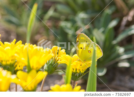 花和猴子花花圖片素材 7382697