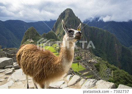 Machu Picchu ruins Machu Picchu ruins 7382737