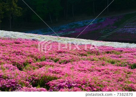 Saitama Prefecture Chichibu masochism cherry 7382870