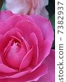 粉紅色的玫瑰 7382937