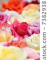七彩玫瑰 7382938