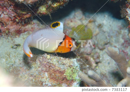 Young fish of Irobudai 7383117