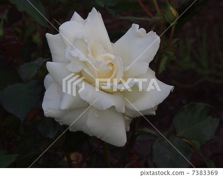 羅斯：薩奇女士 7383369