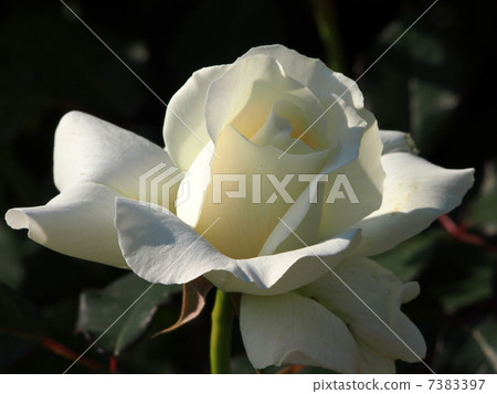 Rose: White Masterpiece 7383397