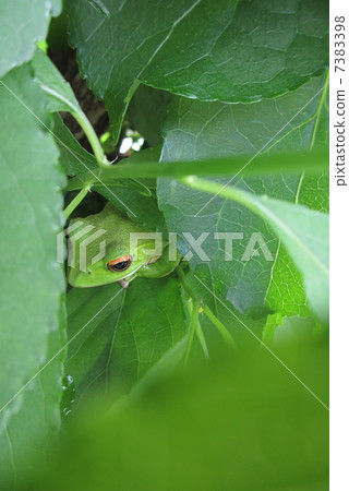 Moria gull frog 7383398