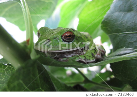 Moria gull frog 7383403