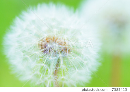 Dandelion Dandelion 7383413