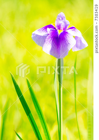 鳶尾花 鳶尾花 7383419