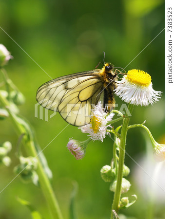 烏蘇巴族 7383523