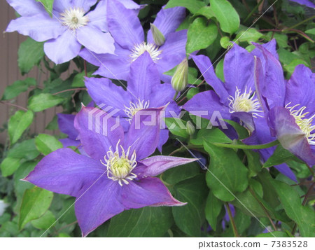 Tessen Casa Gurma 7383528