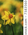 Narcissus 7383560