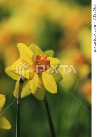Narcissus 7383560