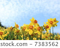 Narcissus 7383562
