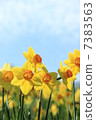Narcissus 7383563