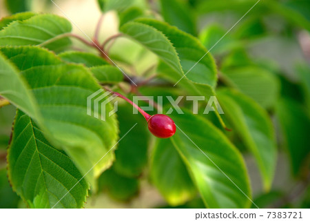 Cherry 7383721