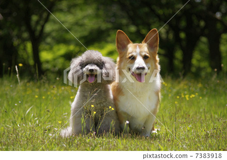 A good friend 7383918