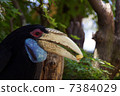Wrinkles and hornbills 7384029