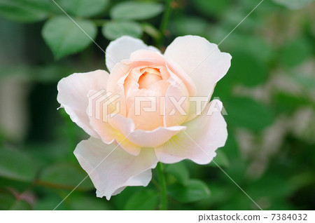 rose	 7384032