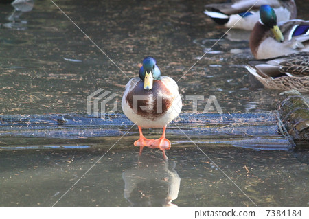 鳧 鳧 7384184
