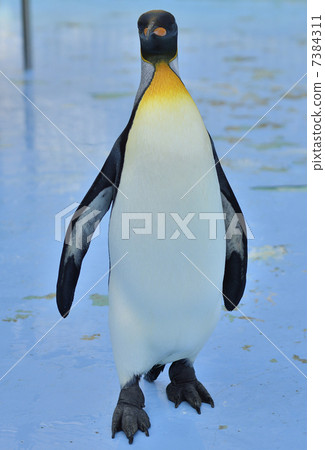 Penguin 7384311