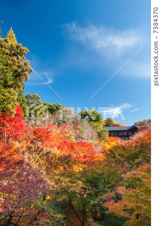 東福寺通天橋 東福寺通天橋 7384370