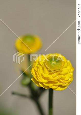 Ranunculus · Gold coin 7384385